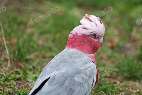 Preview: bird, cockatoo galah, parrot, pet