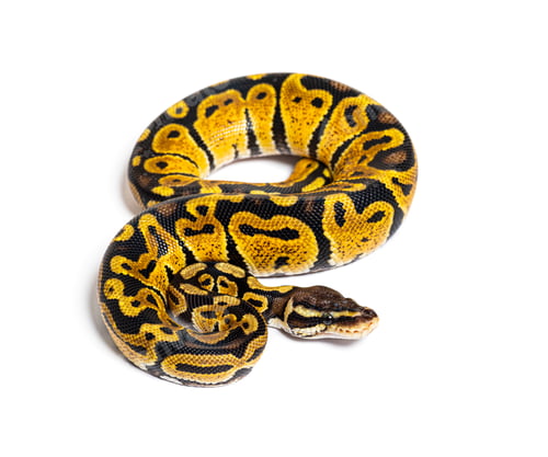Preview: Pastel ball python, Python Regius, isolated on white