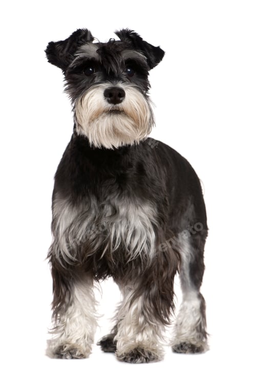 Preview: Miniature Schnauzer, 10 months old, standing in front of white background