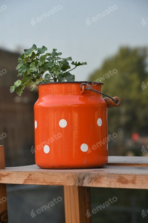 Preview: Green plant in a orange pot