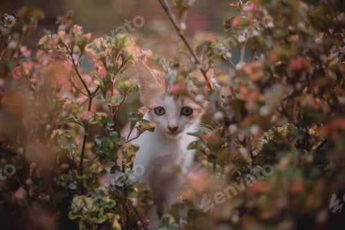 Preview: Cute pet