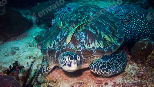 Preview: Turtle swimming underwater in ocean