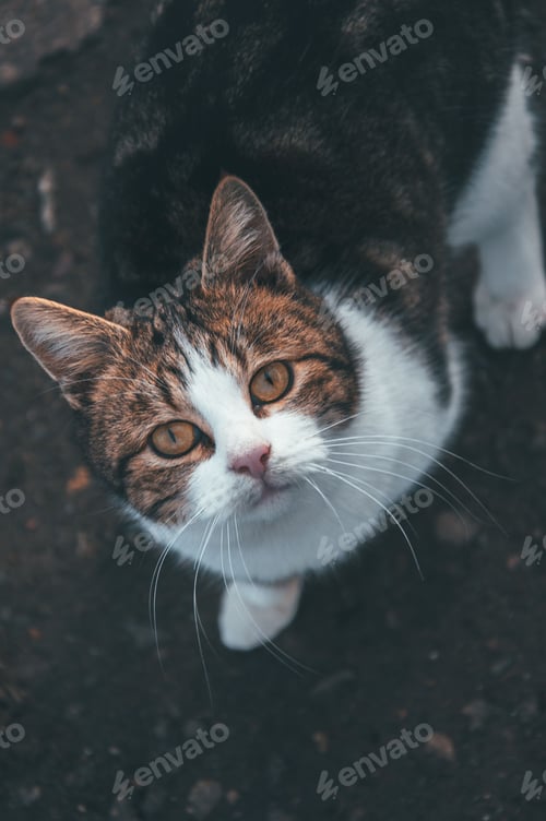 Preview: Feline sits on the ground, looking up with curiosity at the camera