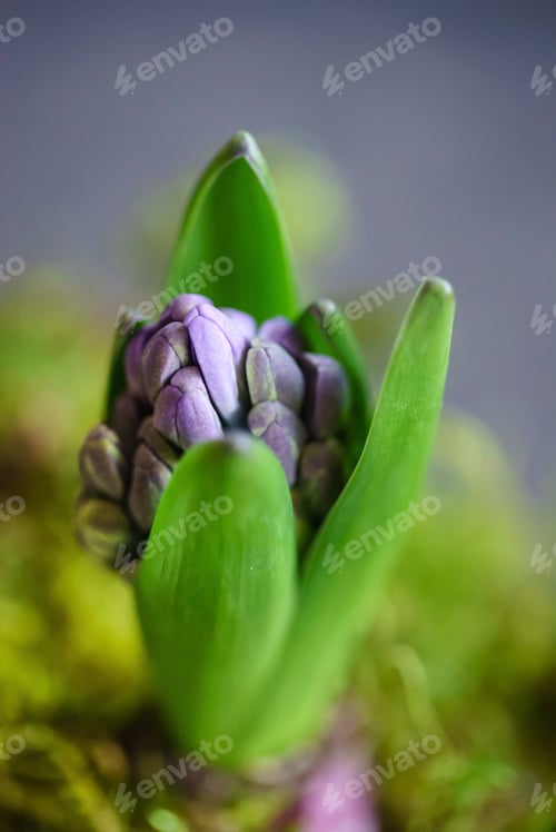 Preview: Young Multicolored Hyacinth With Moss