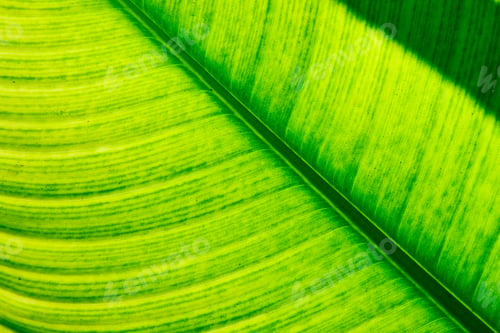Preview: Beautiful green leaf
