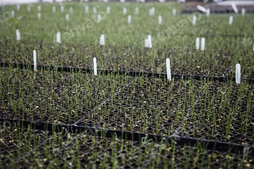 Preview: A large commercial plant nursery, polytunnel. Plants in rows, under cover. Plant labels.