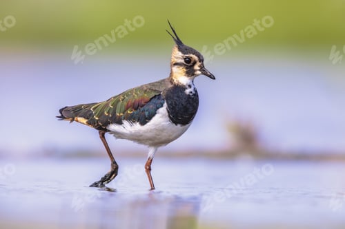 Preview: Female Northern lapwing wading in shallow water