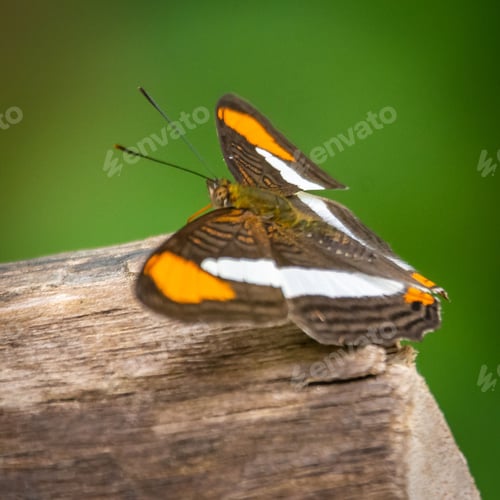 Preview: a small butterfly with orange and white on it's wings
