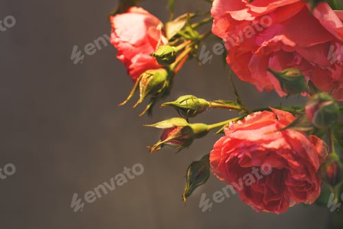 Preview: red rose with strong contrast and water drops on a black background