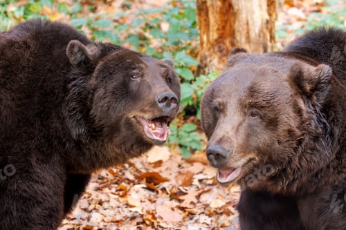 Preview: close up portrait of Brown bears (Ursus arctos) at habitat