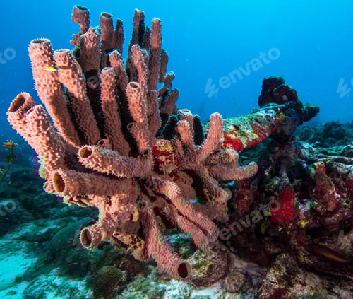 Preview: Amazing underwater world, Underwater world scene.