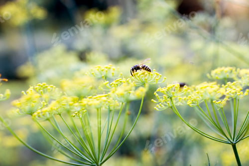 Vista previa: Close up of wasp feeding on weed with yellow blossom
