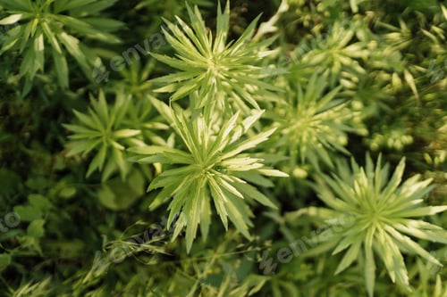Preview: Green plants background splashed by sunlight