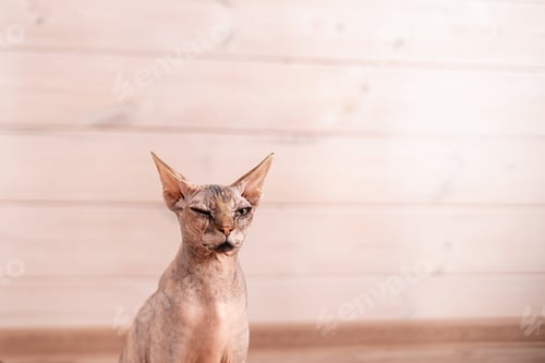 Preview: Portrait of Canadian Sphynx Cat kitten blue mink with white color with big blue eyes