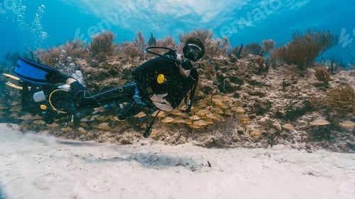 Preview: scuba diver swimming among school of fish