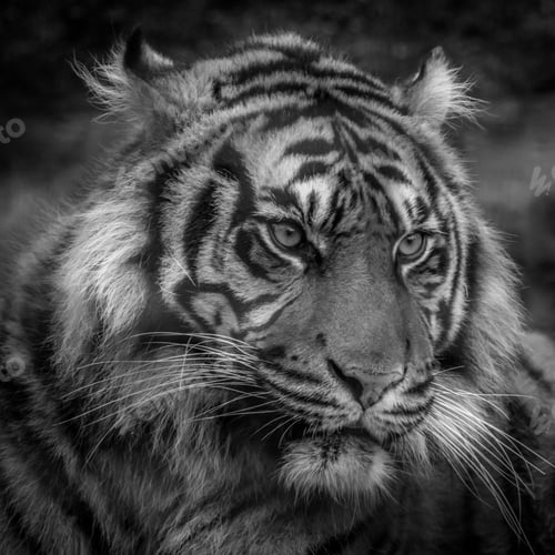 Preview: Portrait of a majestic Bengal tiger lounging in a lush forest habitat