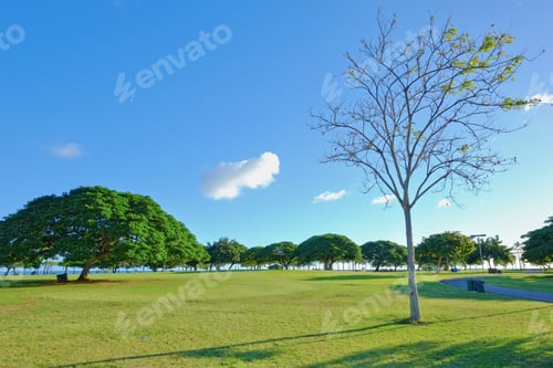 Visualização: Inspiração idílica