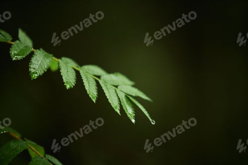 Preview: Dew-Drenched Green Leaves Hanging from Branch