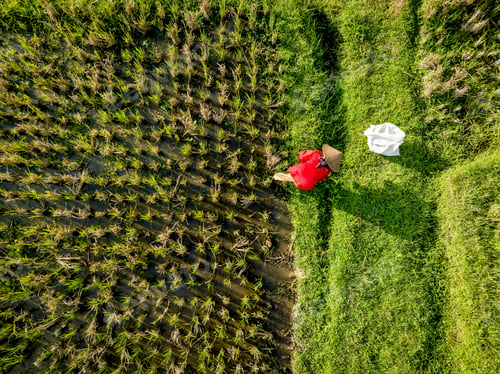 Preview: Farmer working in the green fields viewed from above.