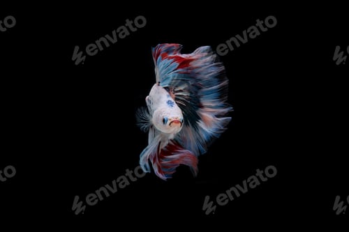 Preview: Beautiful colorful of siamese betta fish