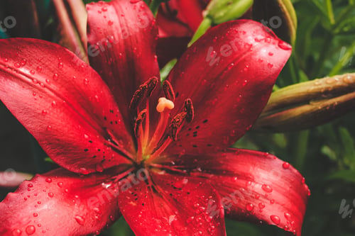 Preview: Decorative red Original Love lilies, lily growing in garden. Floral spring summer natural background