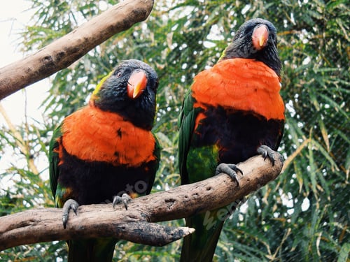 Preview: Couple parrots