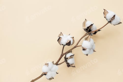 Preview: Background. Cotton flower white color lying on peach color paper. Place for text, copy space