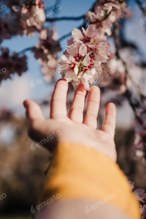 Preview: unrecognizable woman hand touching almond tree flowers at sunset in park. Springtime and blossom