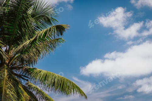 Preview: Palm tree leaves against the blue sky and white clouds