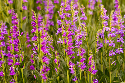 Preview: Flowers