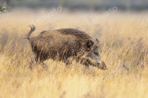 Preview: Wild boar in natural habitat on Veluwe