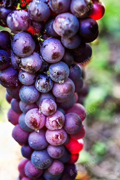 Preview: Ripe grapes in fall in Alsace, France