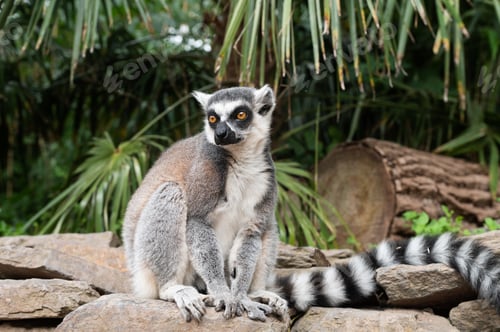 Preview: Ring-tailed Lemur Resting on Stone Surface