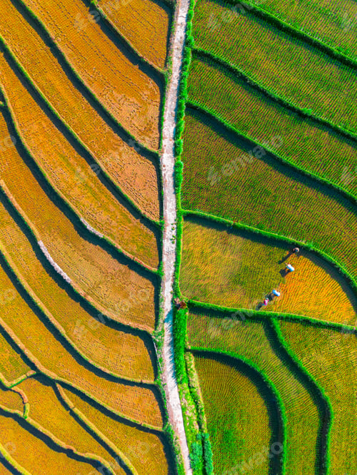 Preview: indonesia beauty landscape paddy fields in north bengkulu natural beautiful morning view indonesia