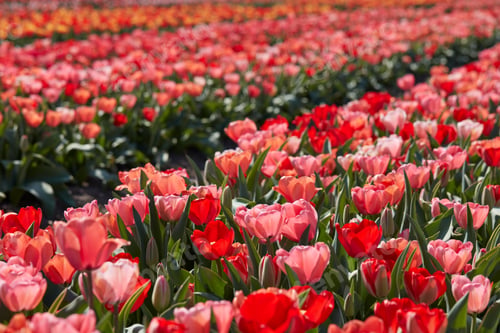 Preview: Tulip flowers in red, pink colors texture background with bokeh in spring sunlight