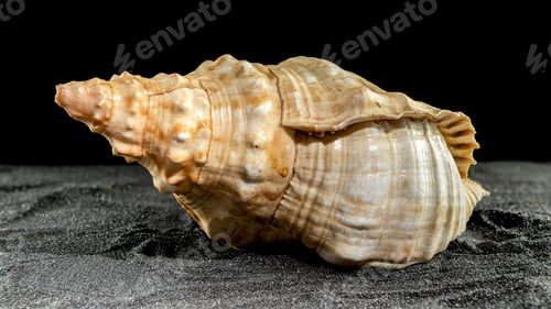 Preview: Pleuroploca trapezium seashell on a dark background