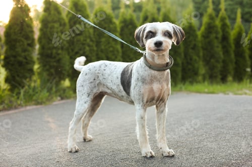 Preview: Cute dog with leash outdoors on spring day