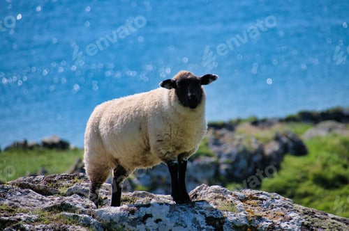 Preview: Sheep standing on a rocky coast, gazing at the ocean.