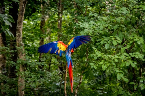 Preview: Scarlet Macaw Flying - Copan, Honduras