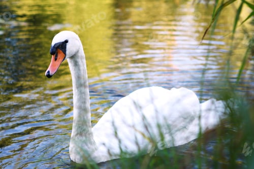 Preview: Beautiful swan on the river