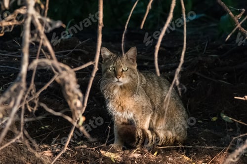 Preview: wild cat in natural habitat