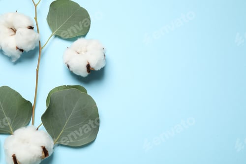 Preview: Beautiful floral composition with cotton flowers on light blue background, flat lay. Space for text
