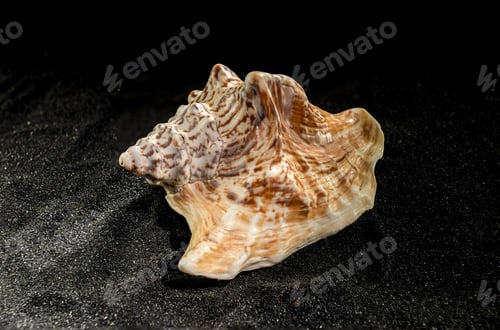 Preview: Strombus raninus seashell on a dark background