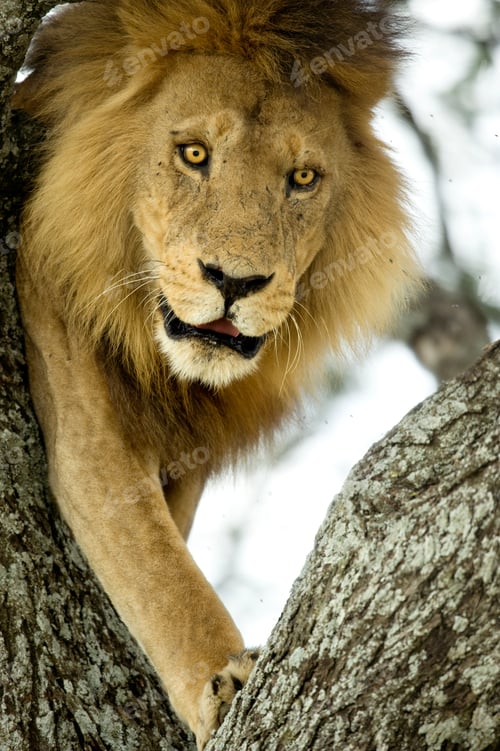 Preview: lion on a tree