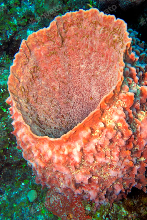 Preview: Sponge, Isla de la Juventud, Cuba