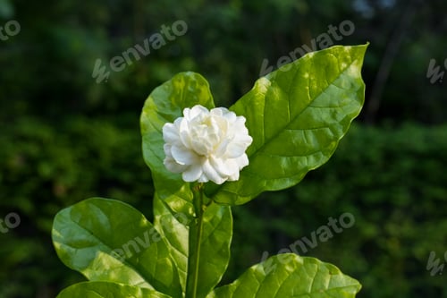 Preview: White jasmine flowers.