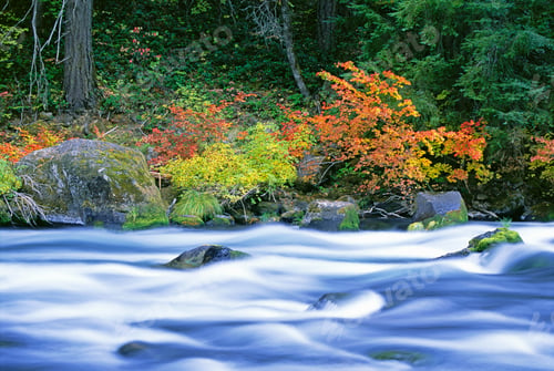 Preview: The North Umpqua River flowing through the forest of vine maple trees.