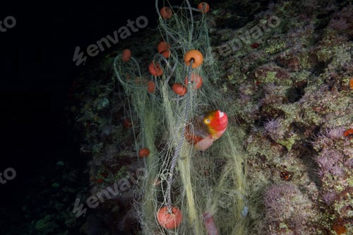 Preview: A parrot fish caught in ghost nets