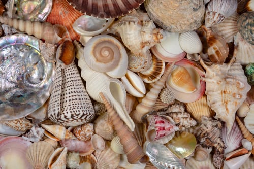 Preview: Beachcombing - Seashell Collection