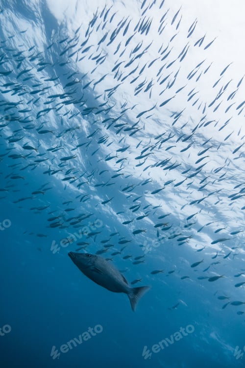 Preview: School of kingfish tuna swimming underwater